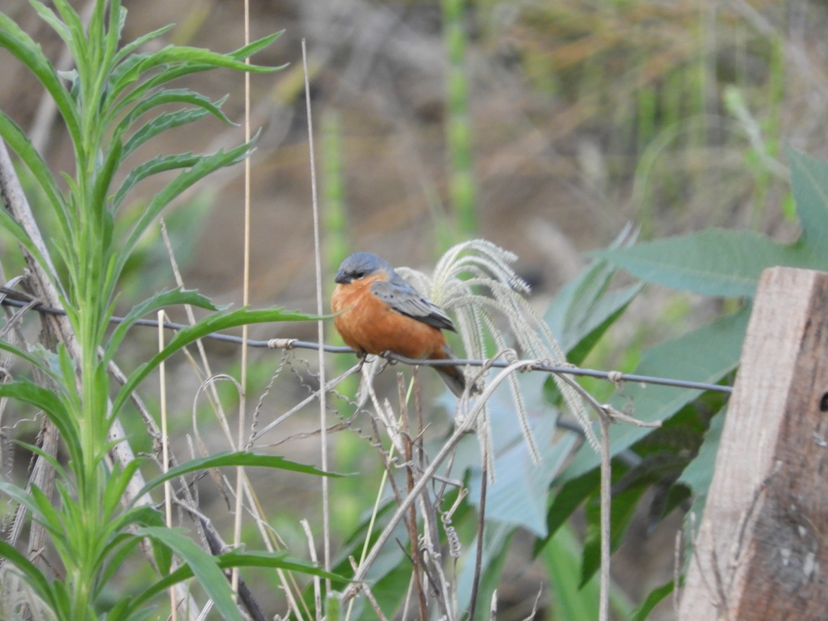 Tawny-bellied Seedeater - ML625105041