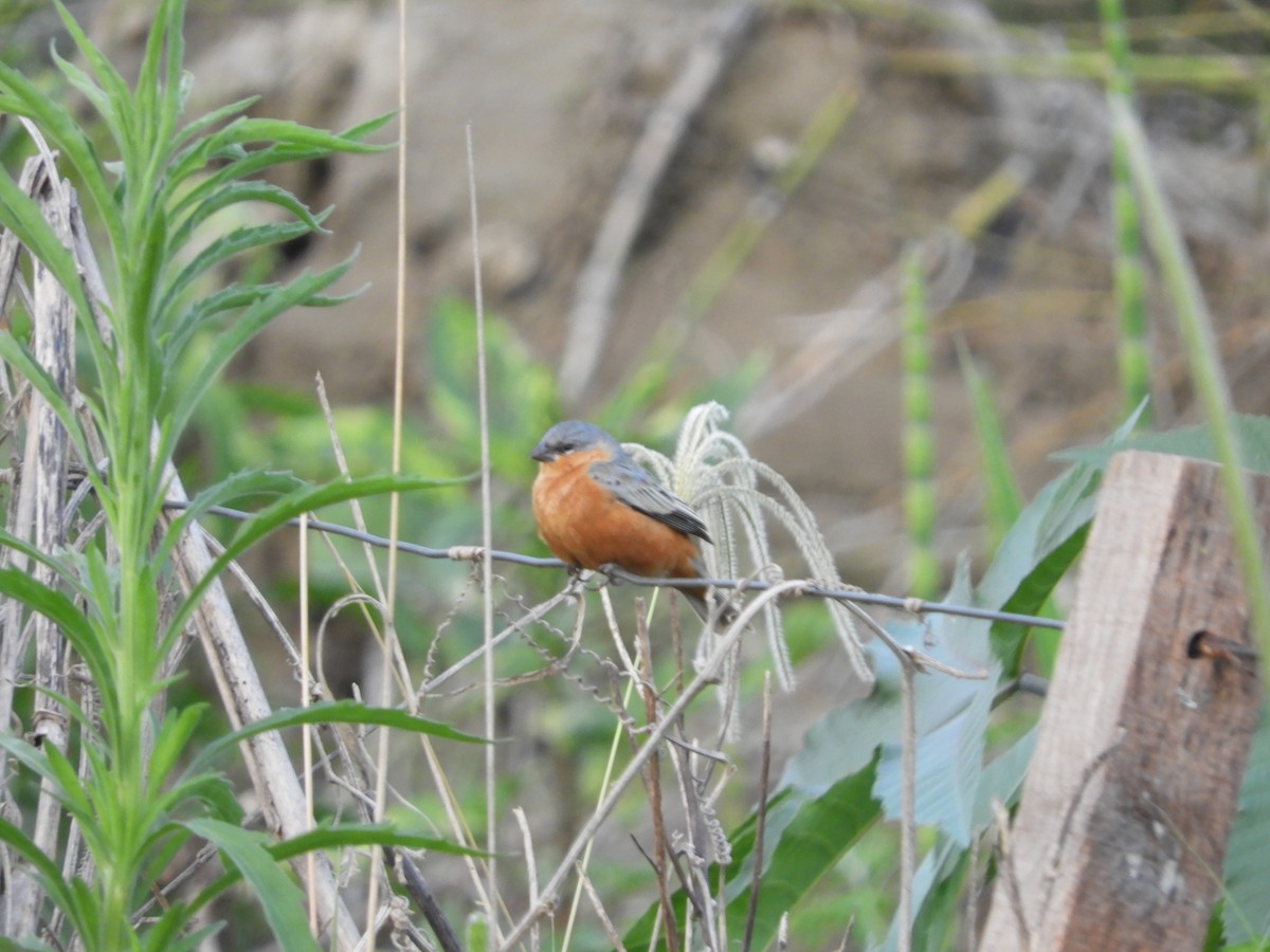 Tawny-bellied Seedeater - ML625105042