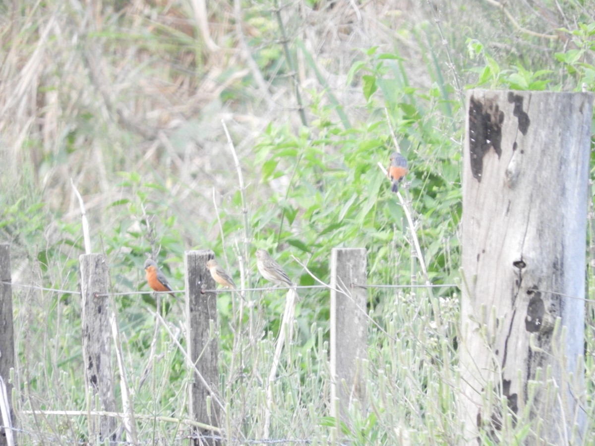 Tawny-bellied Seedeater - ML625105043