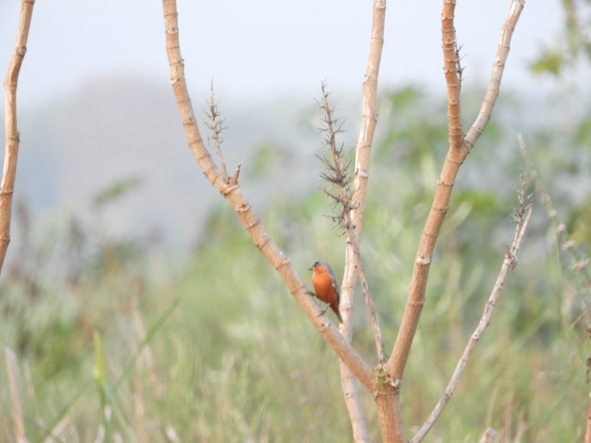 Tawny-bellied Seedeater - ML625105044