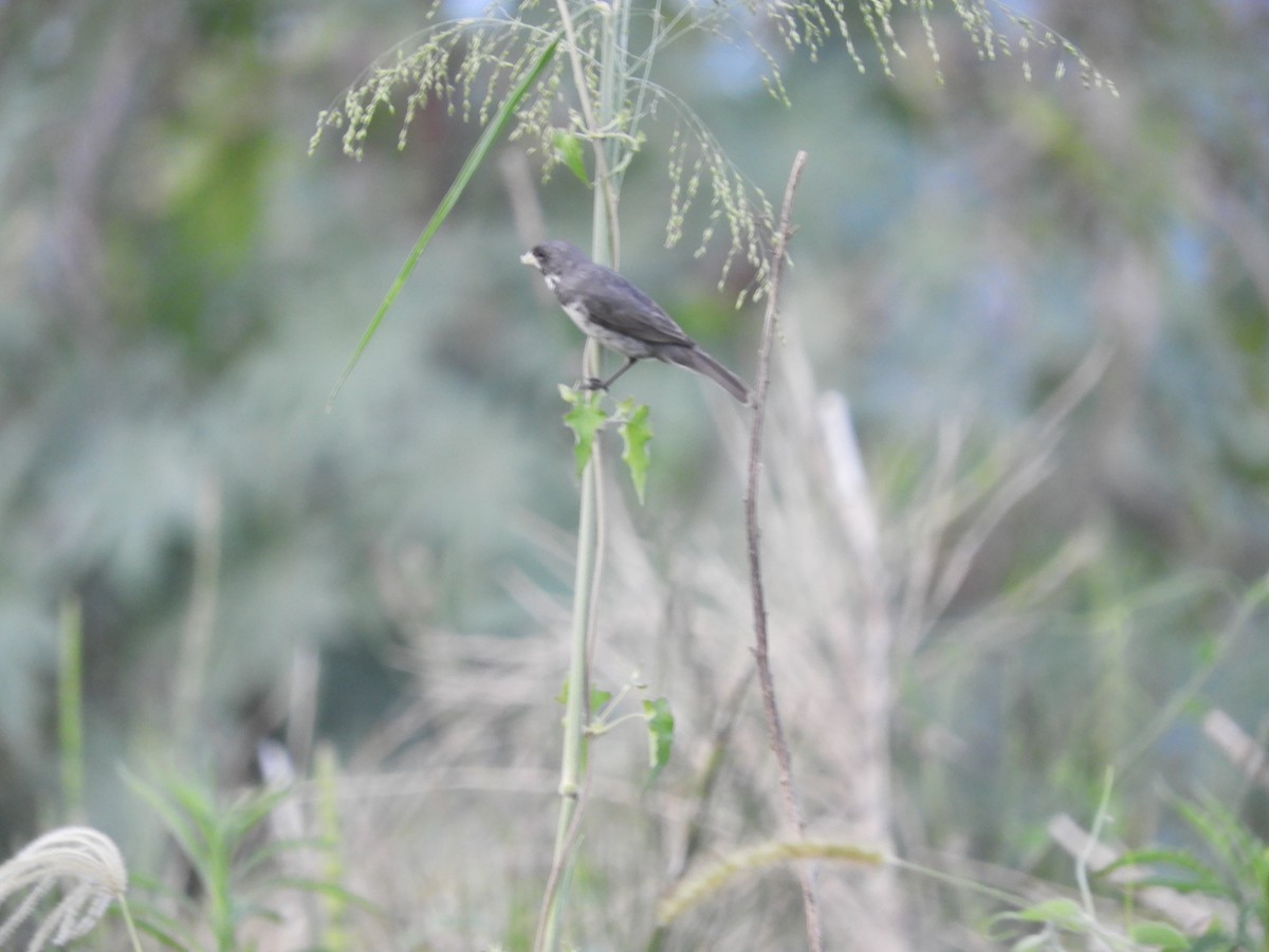 Double-collared Seedeater - ML625105057