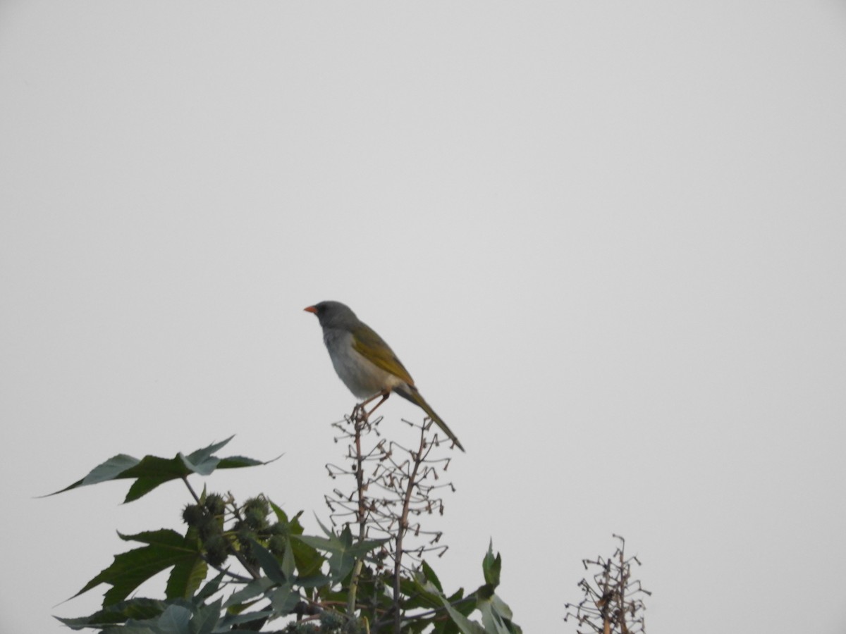 Great Pampa-Finch - ML625105074