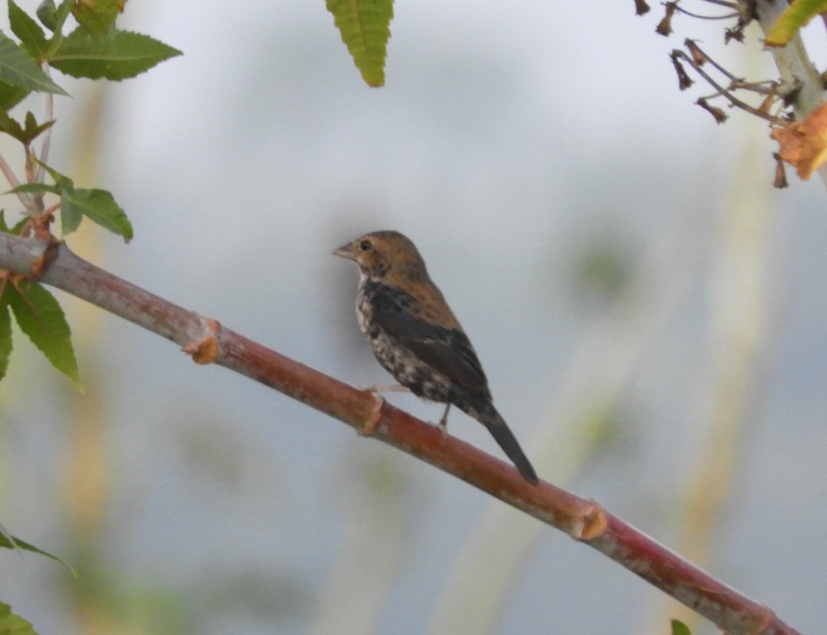 Blue-black Grassquit - ML625105082