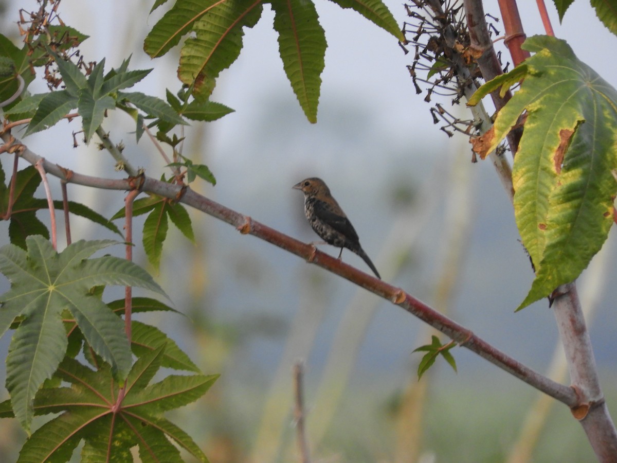 Blue-black Grassquit - ML625105083