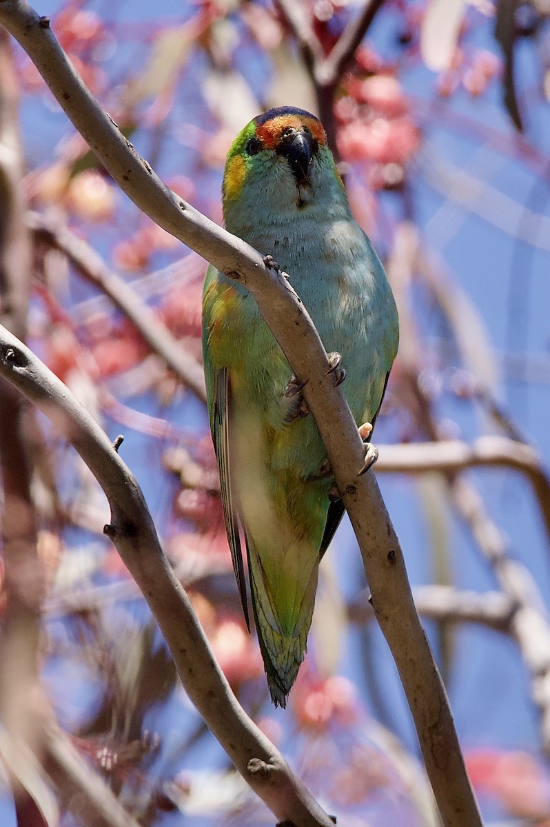 Purple-crowned Lorikeet - ML625105106