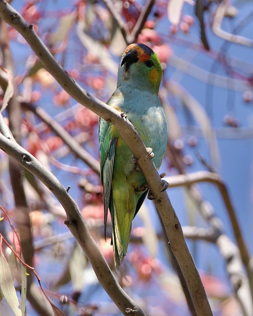 Purple-crowned Lorikeet - ML625105110