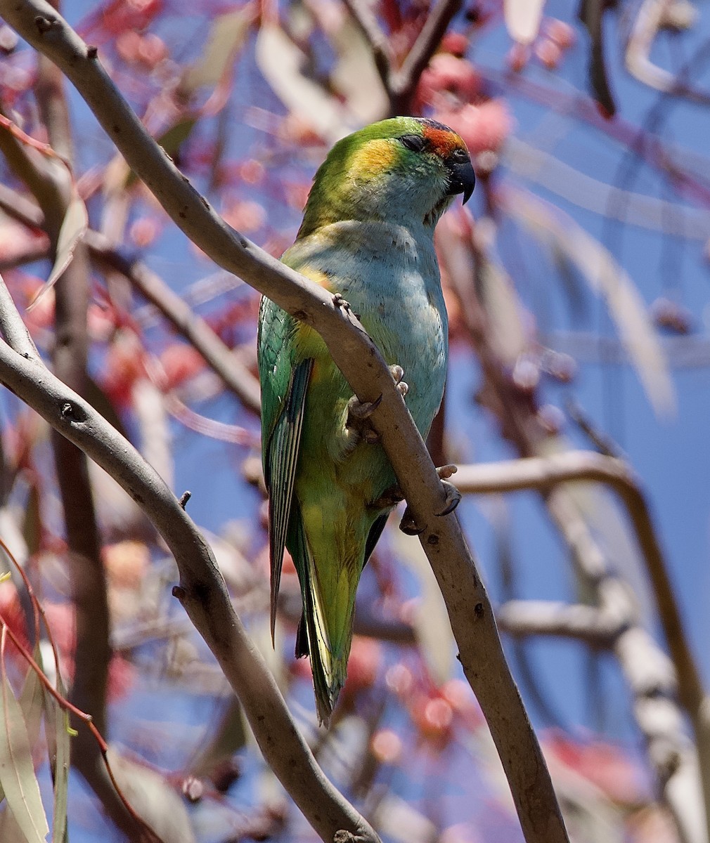 Purple-crowned Lorikeet - ML625105111