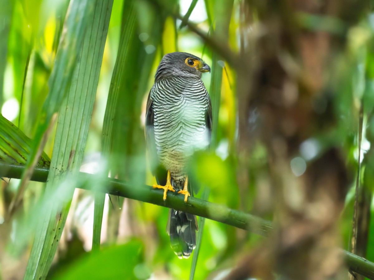 Barred Forest-Falcon - Juan Carlos Ramírez Castro