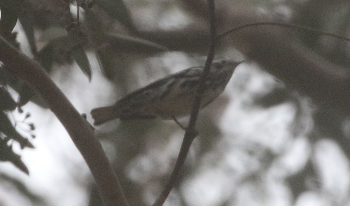 Black-and-white Warbler - ML625105883