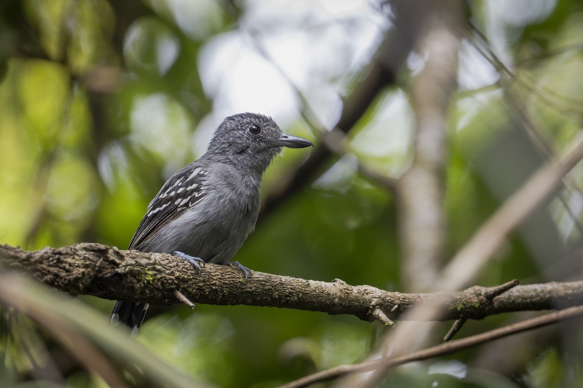 Black-crowned Antshrike - Moises Rodriguez