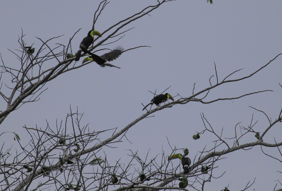 Keel-billed Toucan - ML625106158