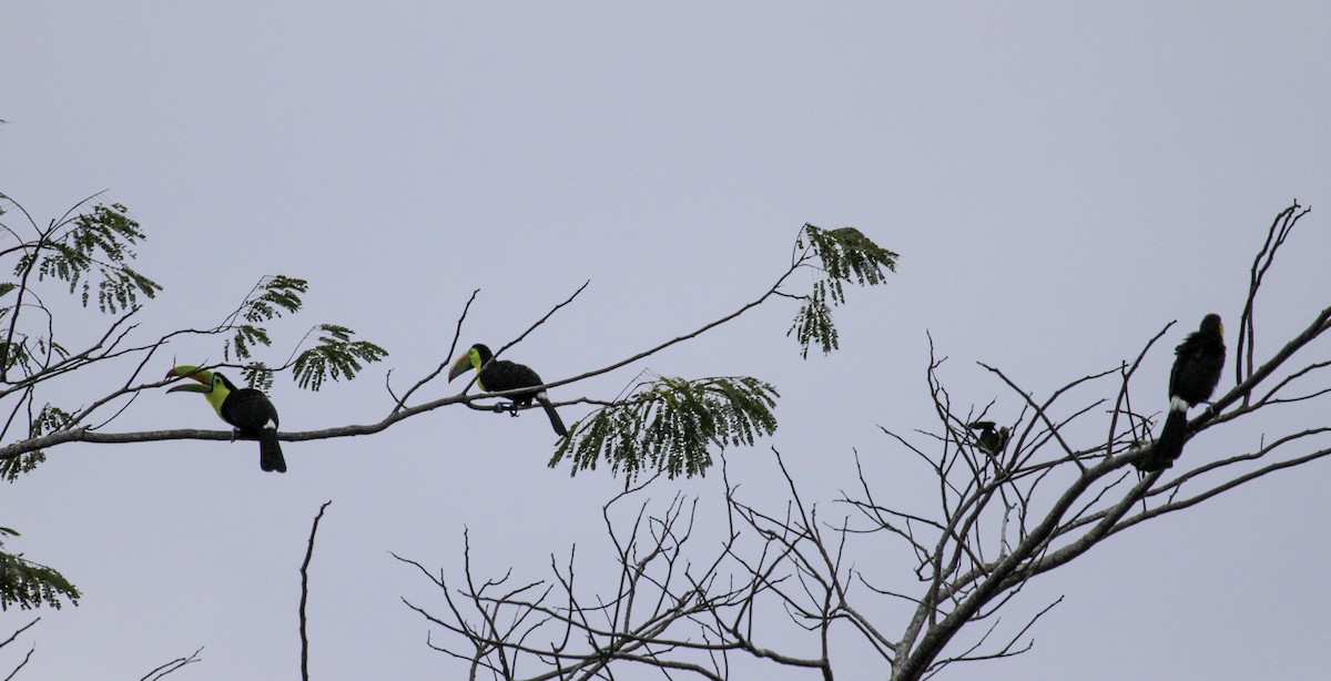 Keel-billed Toucan - ML625106159
