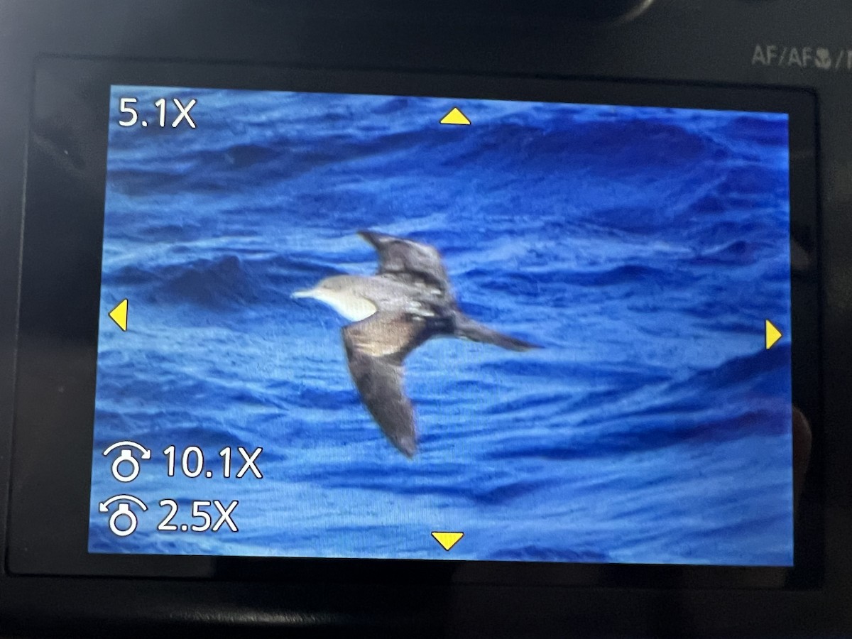 Wedge-tailed Shearwater - ML625106192