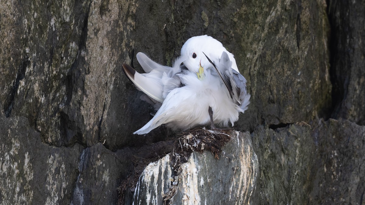 Black-legged Kittiwake - David Newell