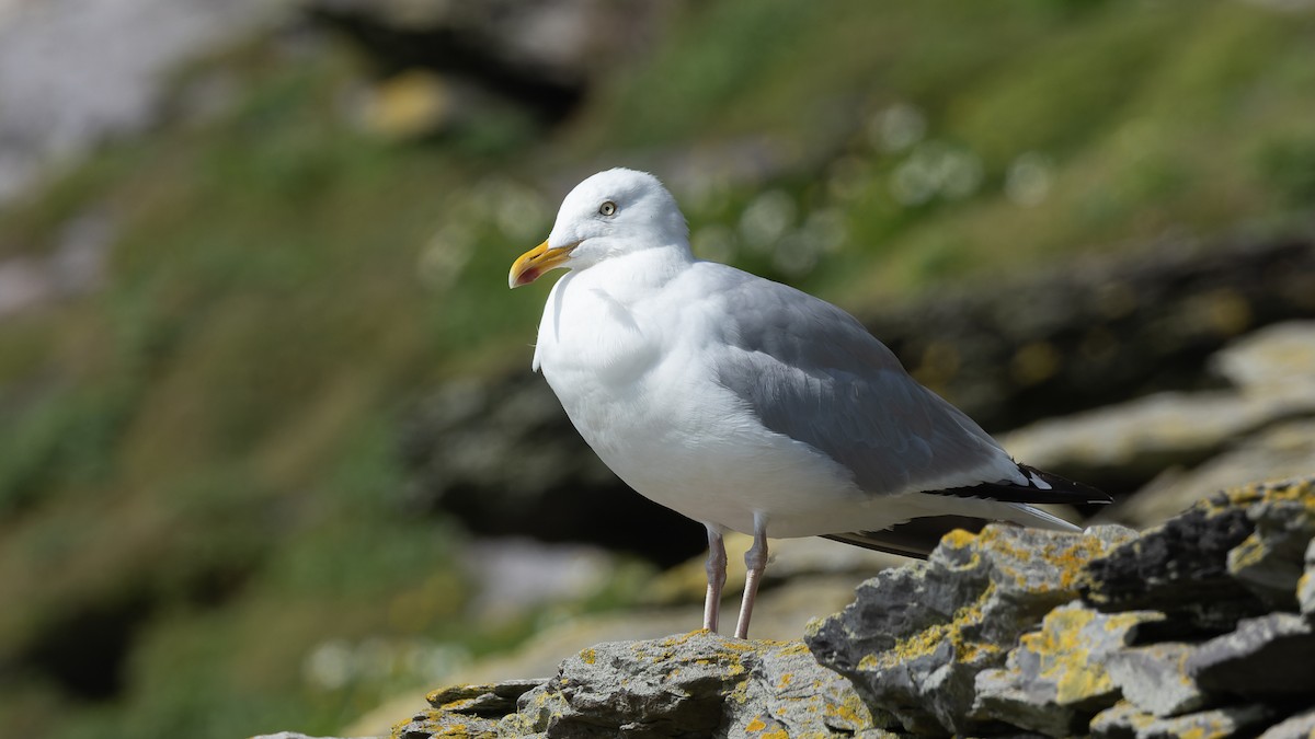 European Herring Gull - ML625106328