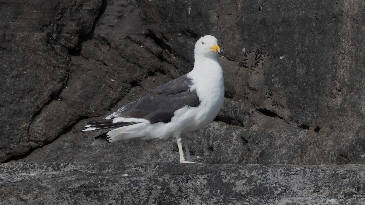 Great Black-backed Gull - ML625106336
