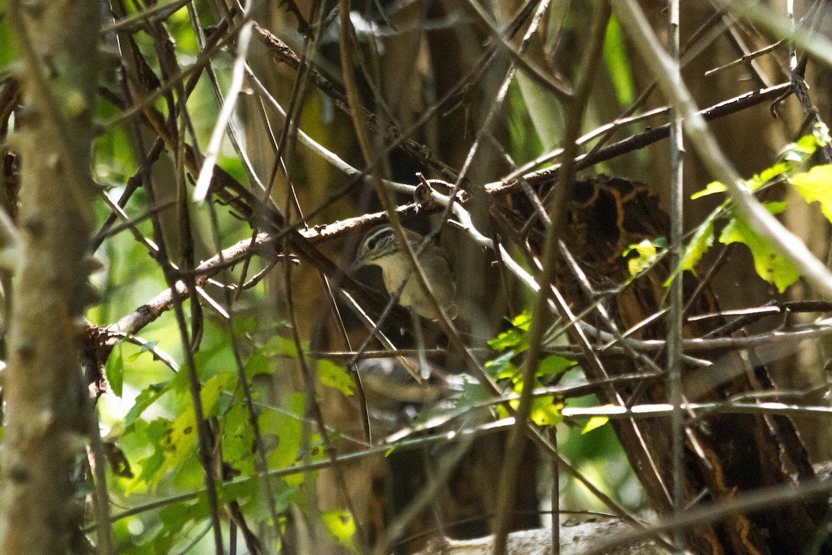 Rufous-and-white Wren - ML625106349