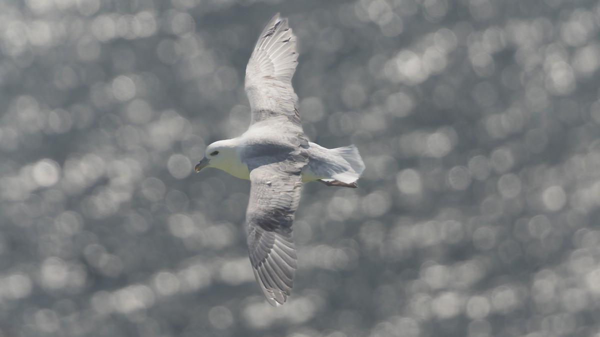 Northern Fulmar - ML625106350
