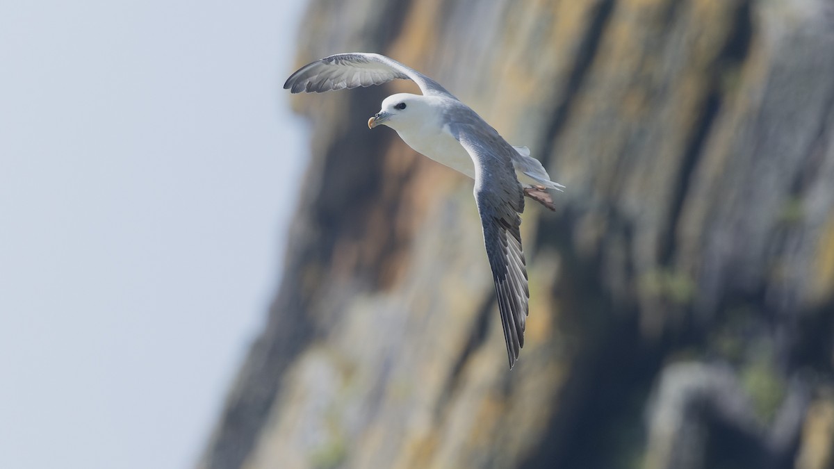 Northern Fulmar - ML625106351