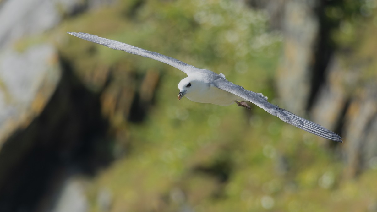 Northern Fulmar - ML625106352