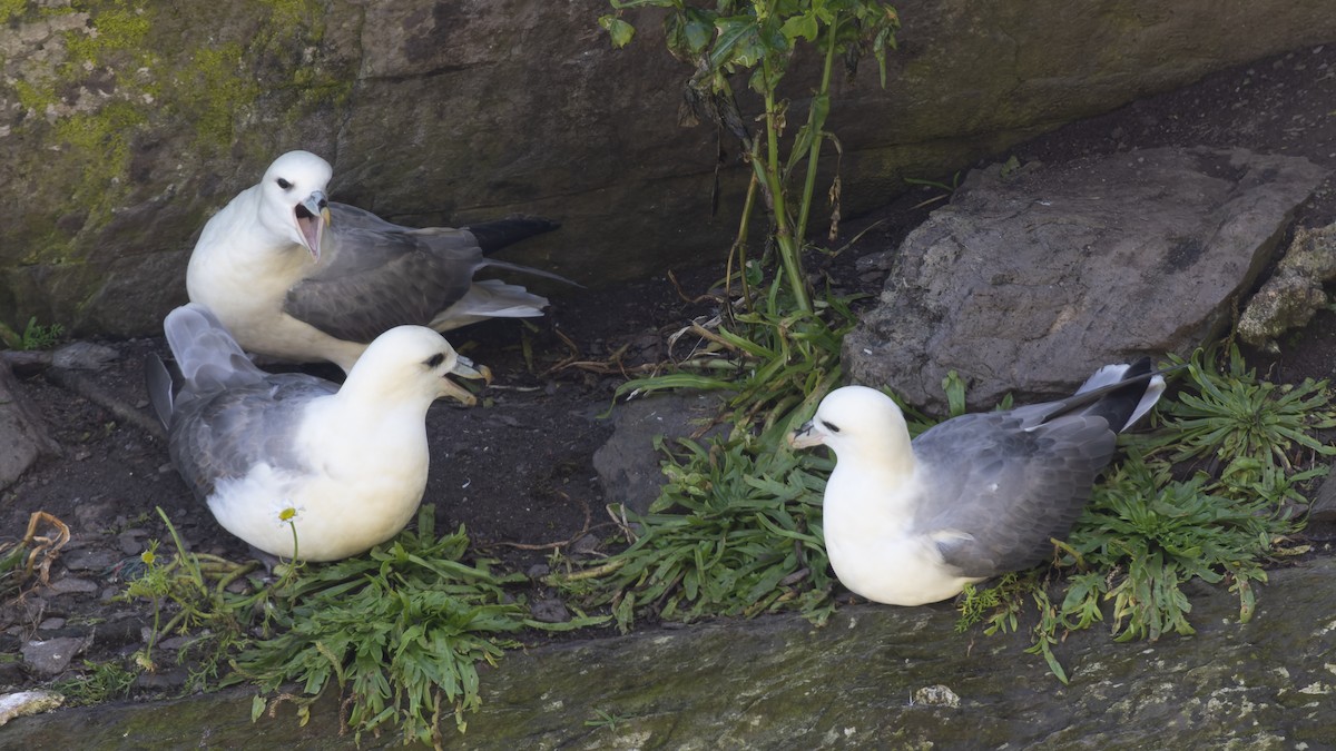 Northern Fulmar - ML625106353