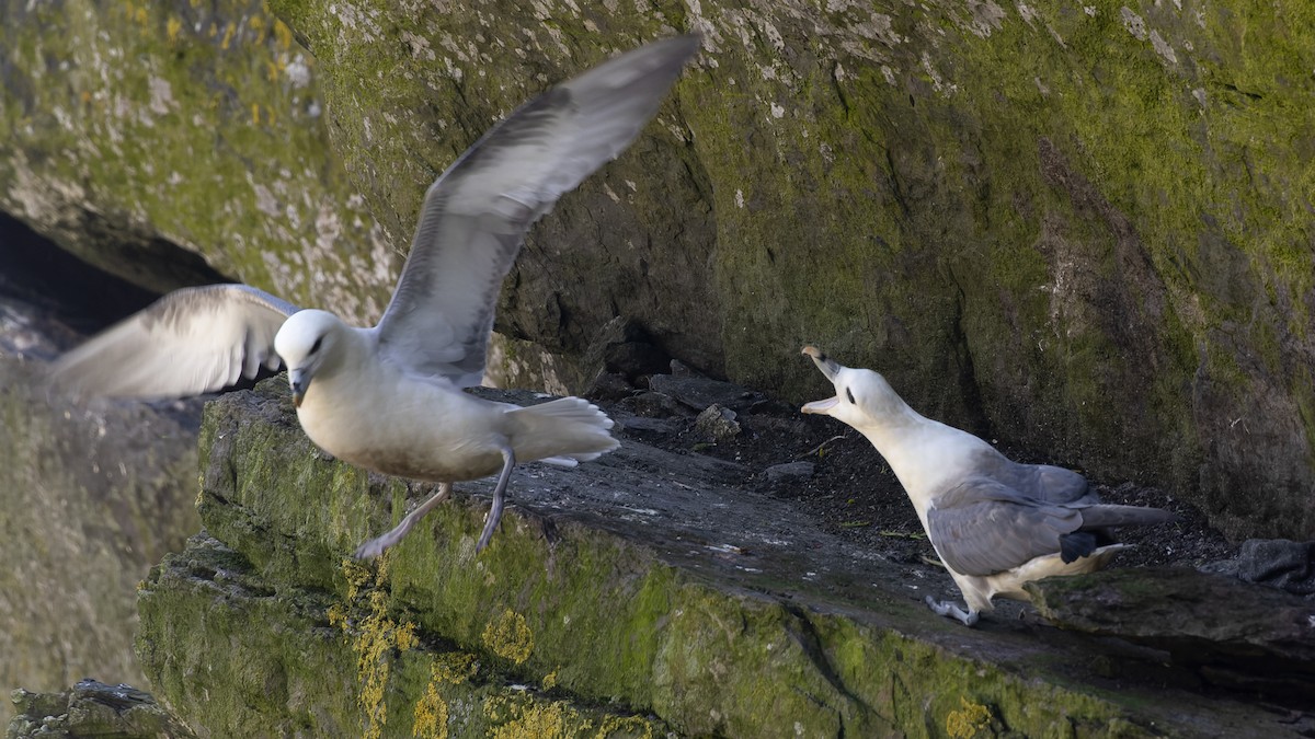 Northern Fulmar - ML625106354