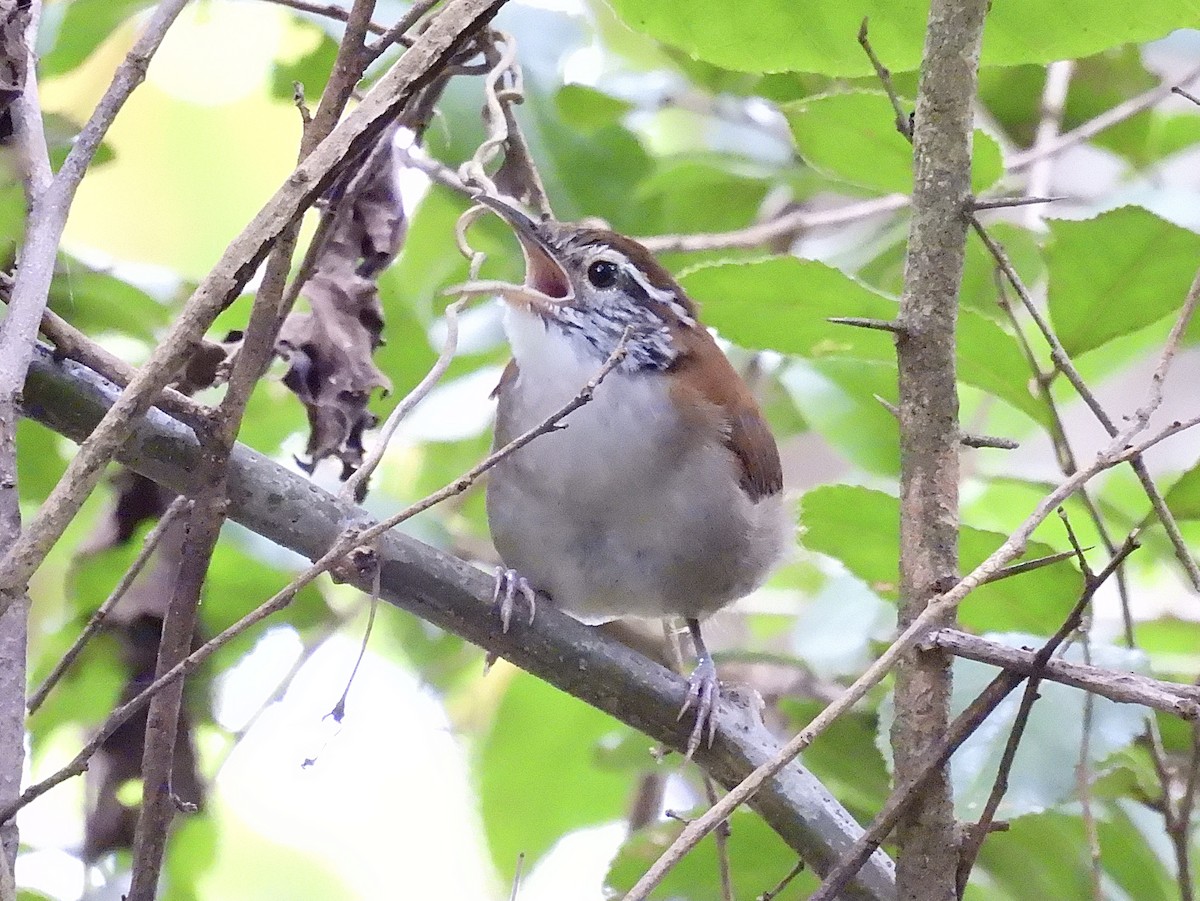 Rufous-and-white Wren - ML625106361