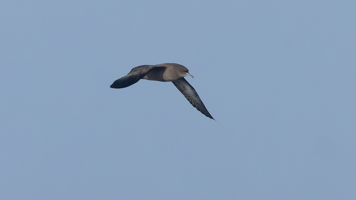 Sooty Shearwater - ML625106367