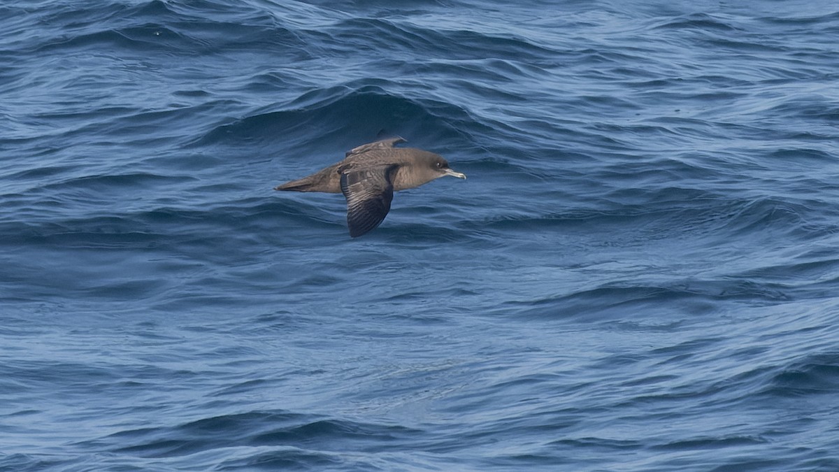 Sooty Shearwater - ML625106368