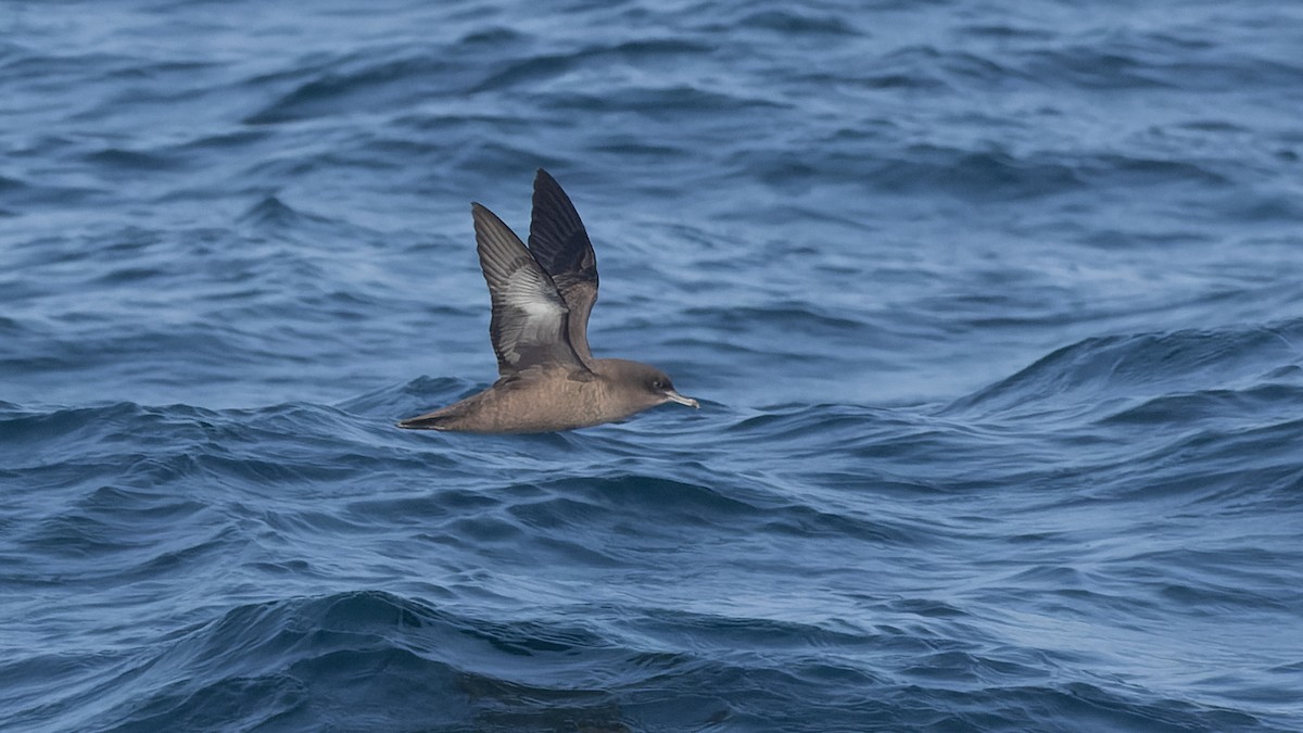 Sooty Shearwater - ML625106369