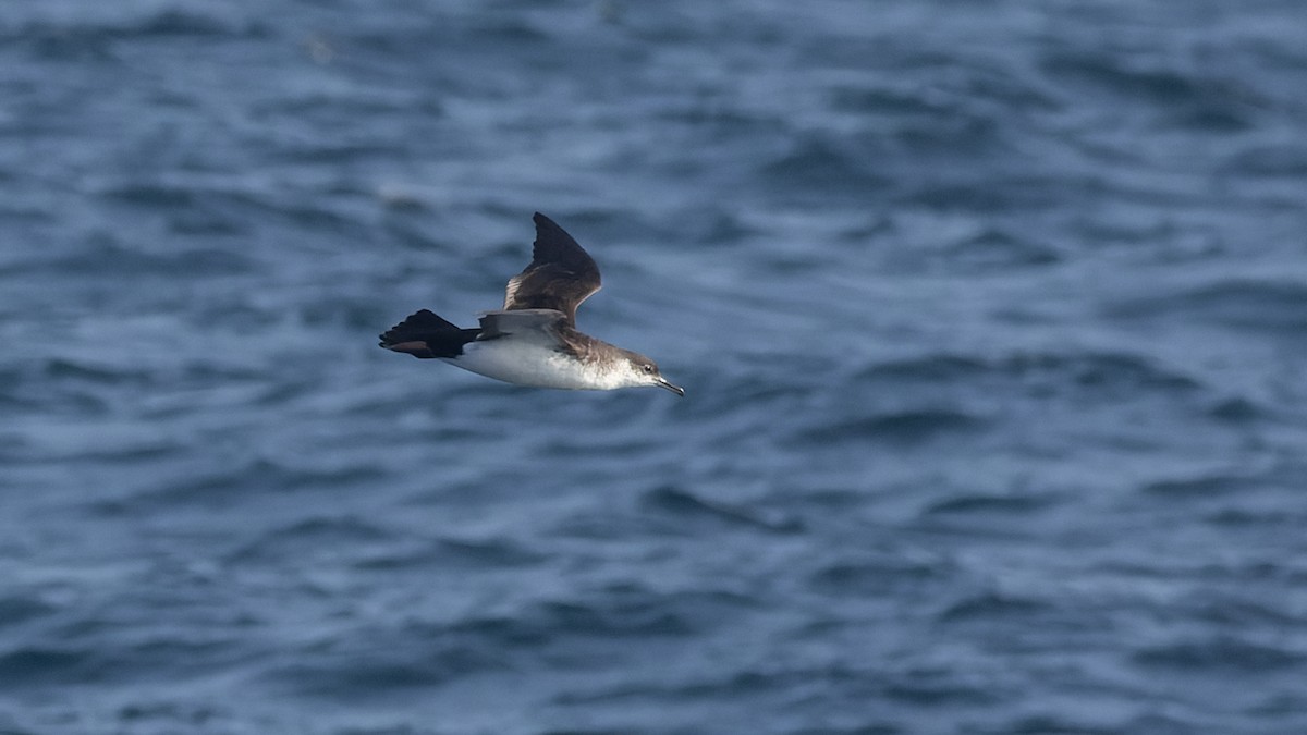 Manx Shearwater - ML625106388