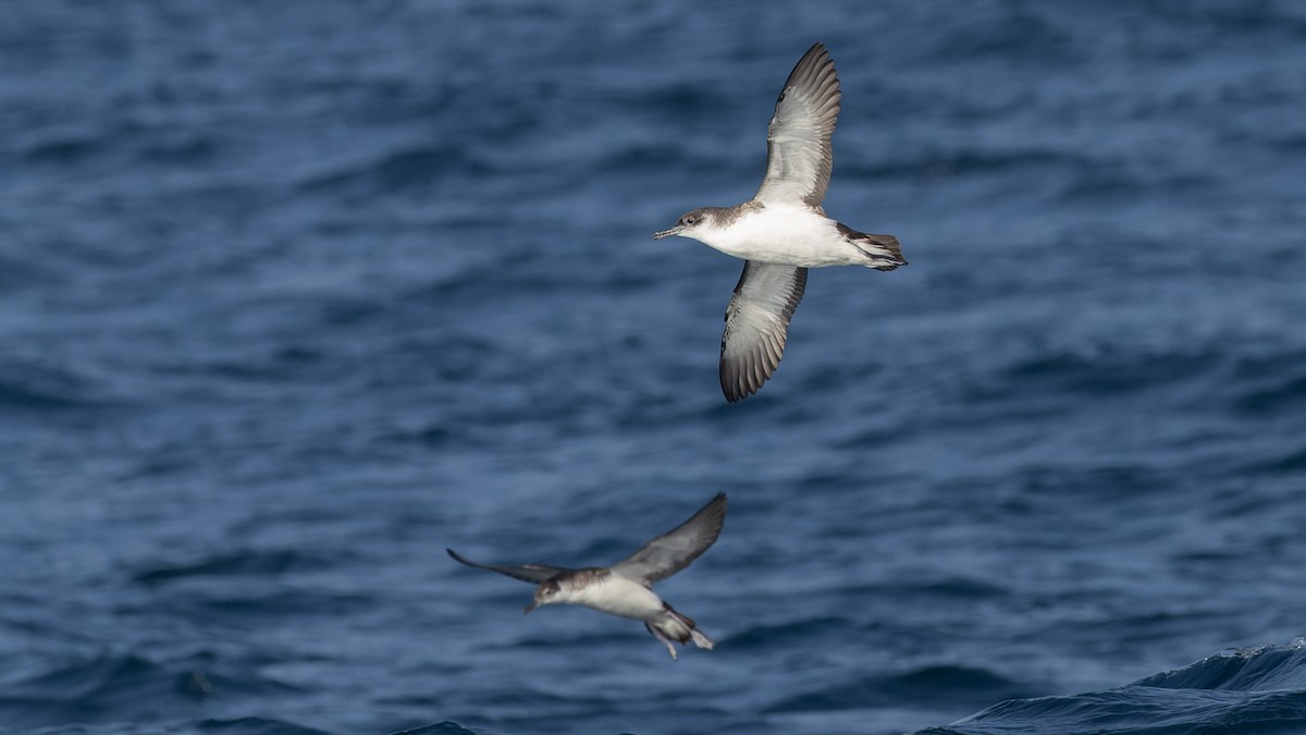 Manx Shearwater - ML625106389