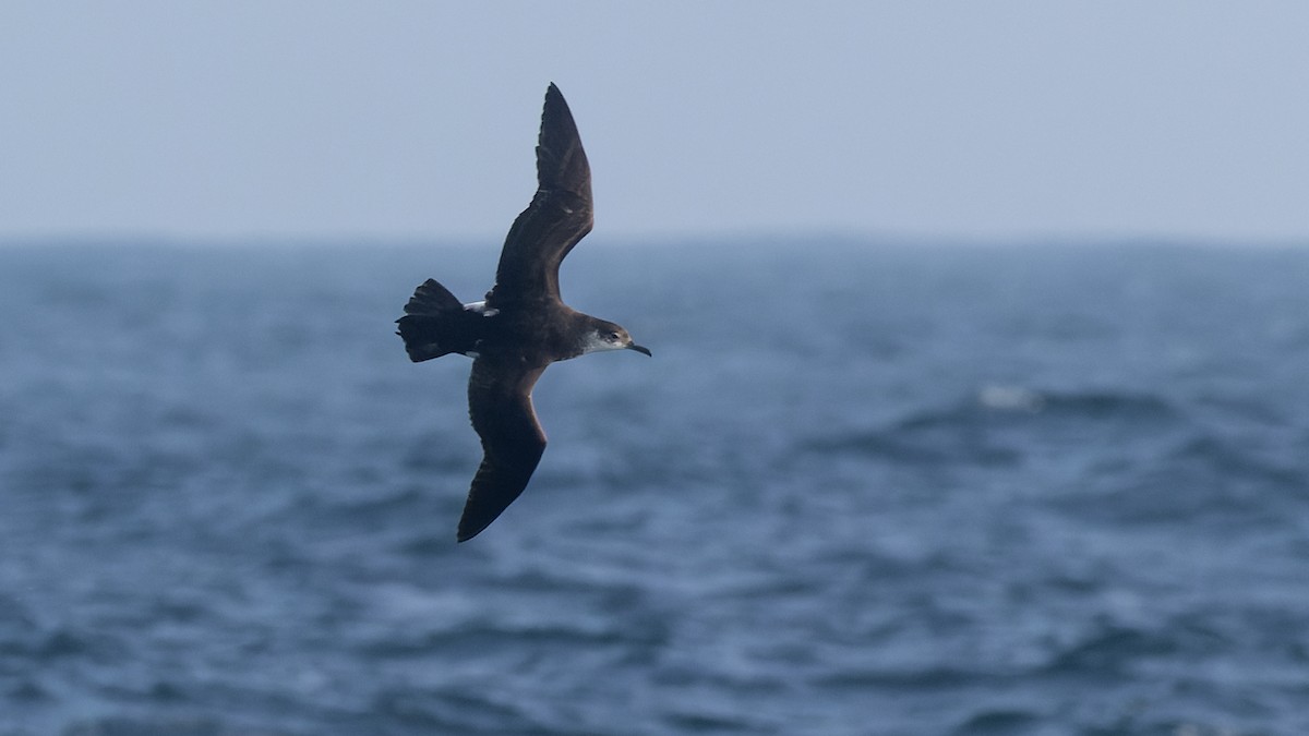 Manx Shearwater - ML625106390