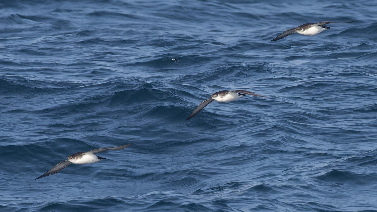Manx Shearwater - ML625106391