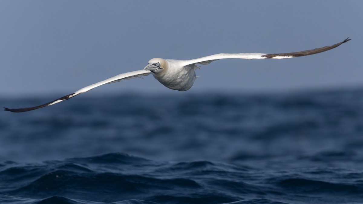 Northern Gannet - ML625106402