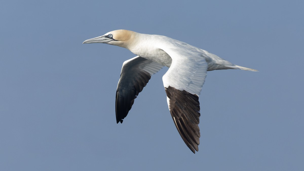 Northern Gannet - ML625106403