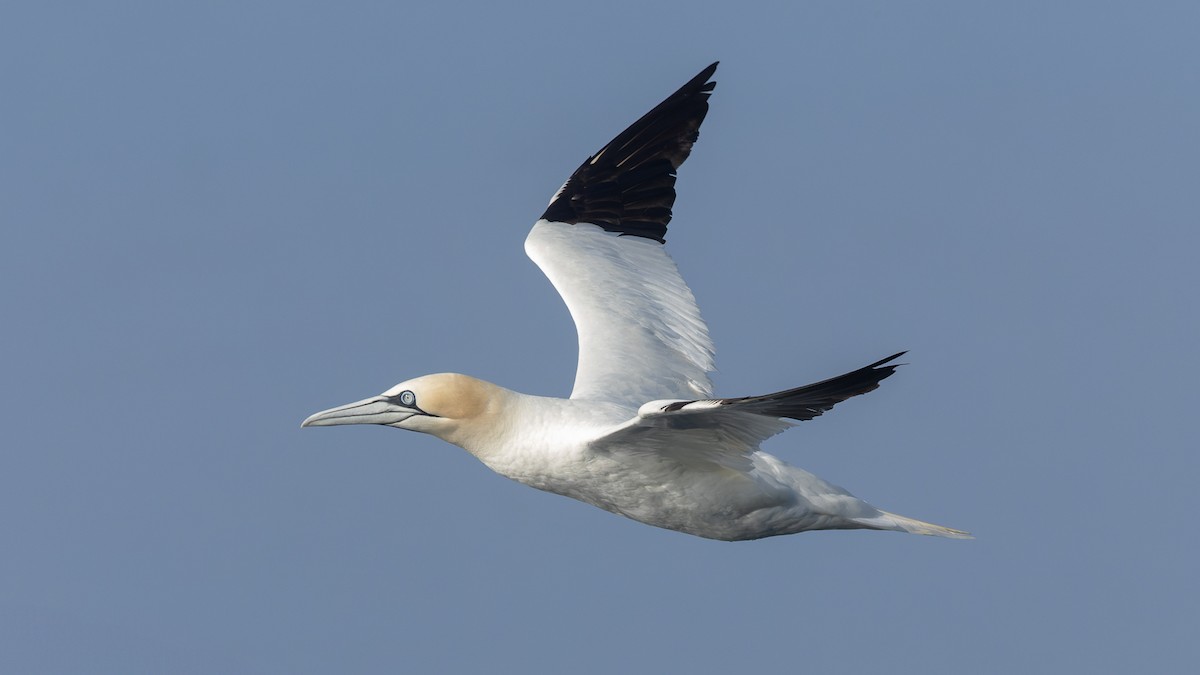 Northern Gannet - David Newell