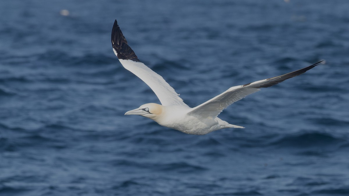 Northern Gannet - ML625106405