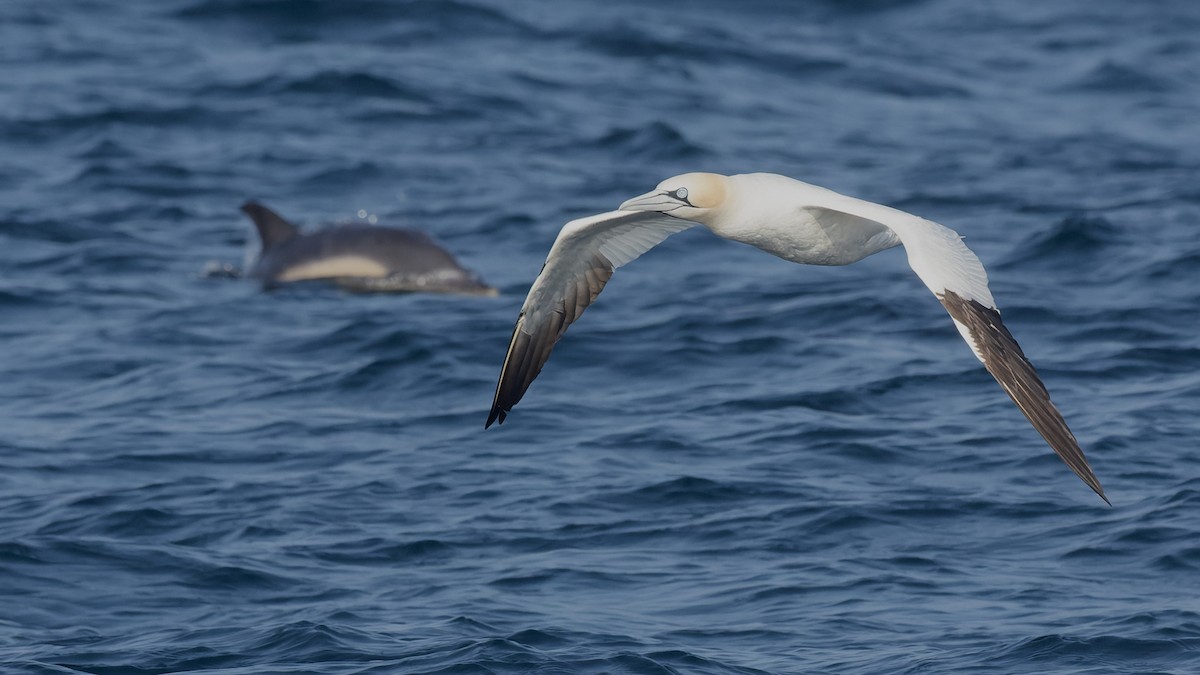 Northern Gannet - ML625106406