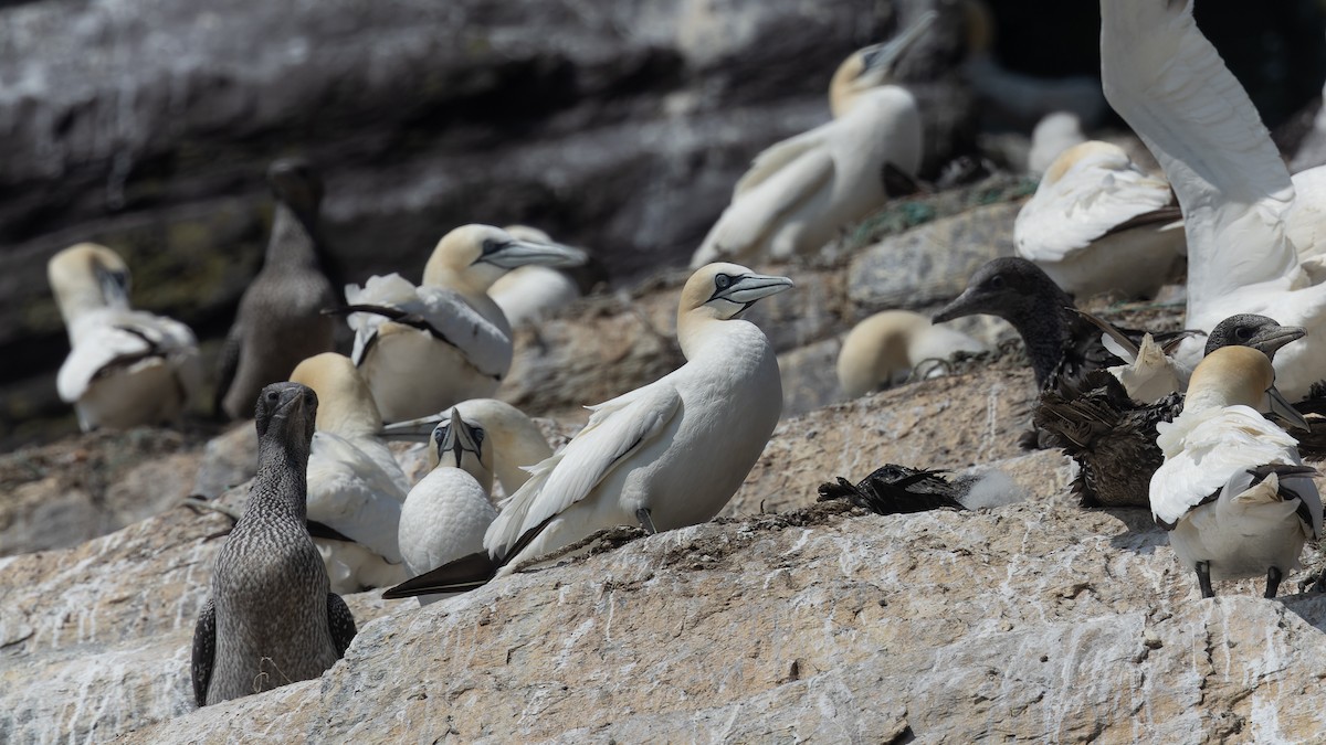 Northern Gannet - ML625106407