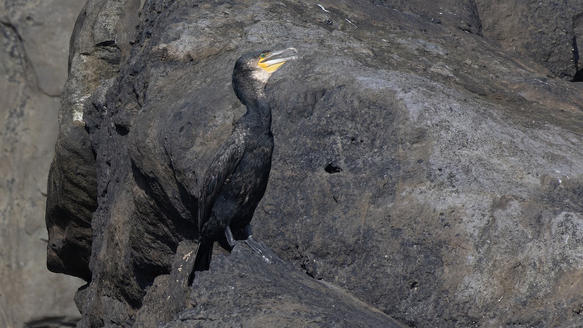 Great Cormorant - ML625106419