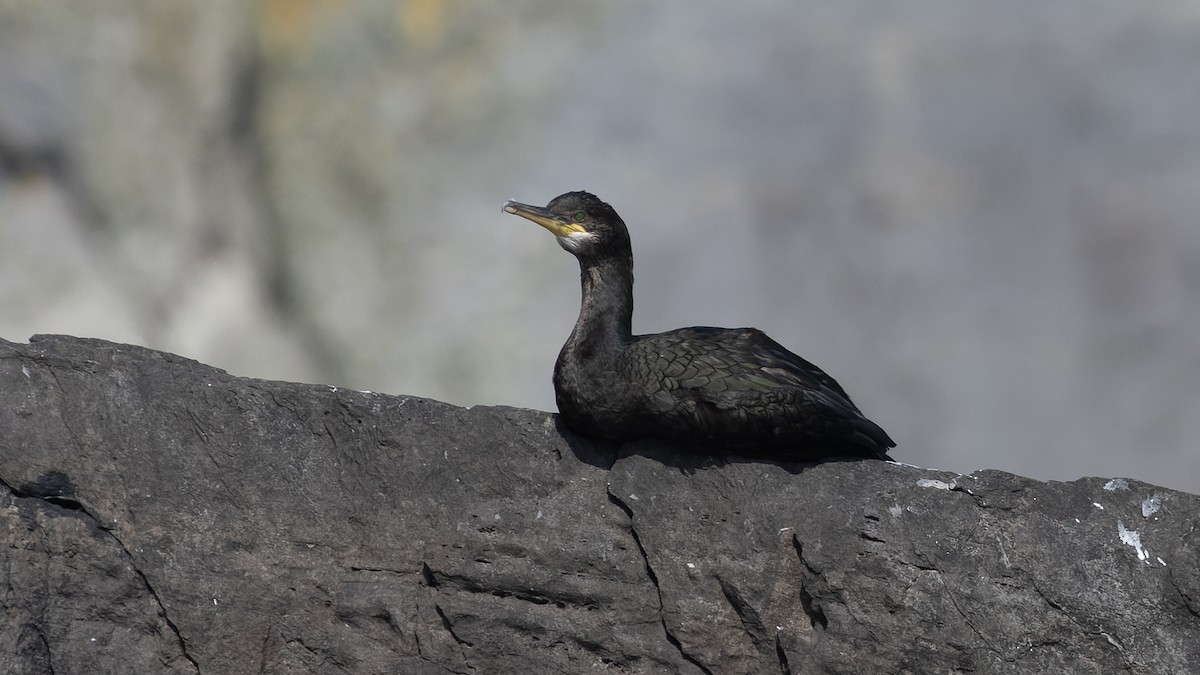 European Shag - ML625106425