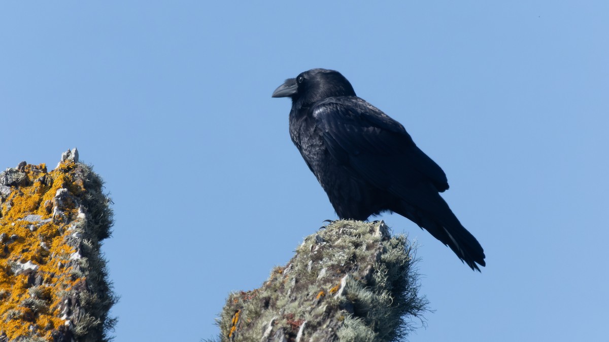 Common Raven - ML625106438