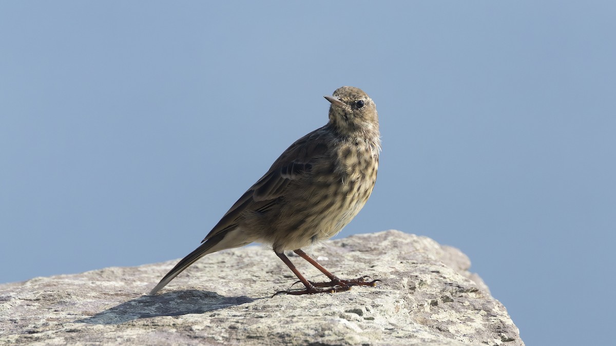 Rock Pipit - ML625106453