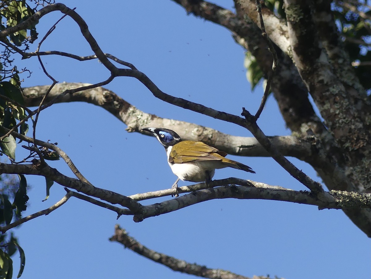 Blue-faced Honeyeater - ML625106487