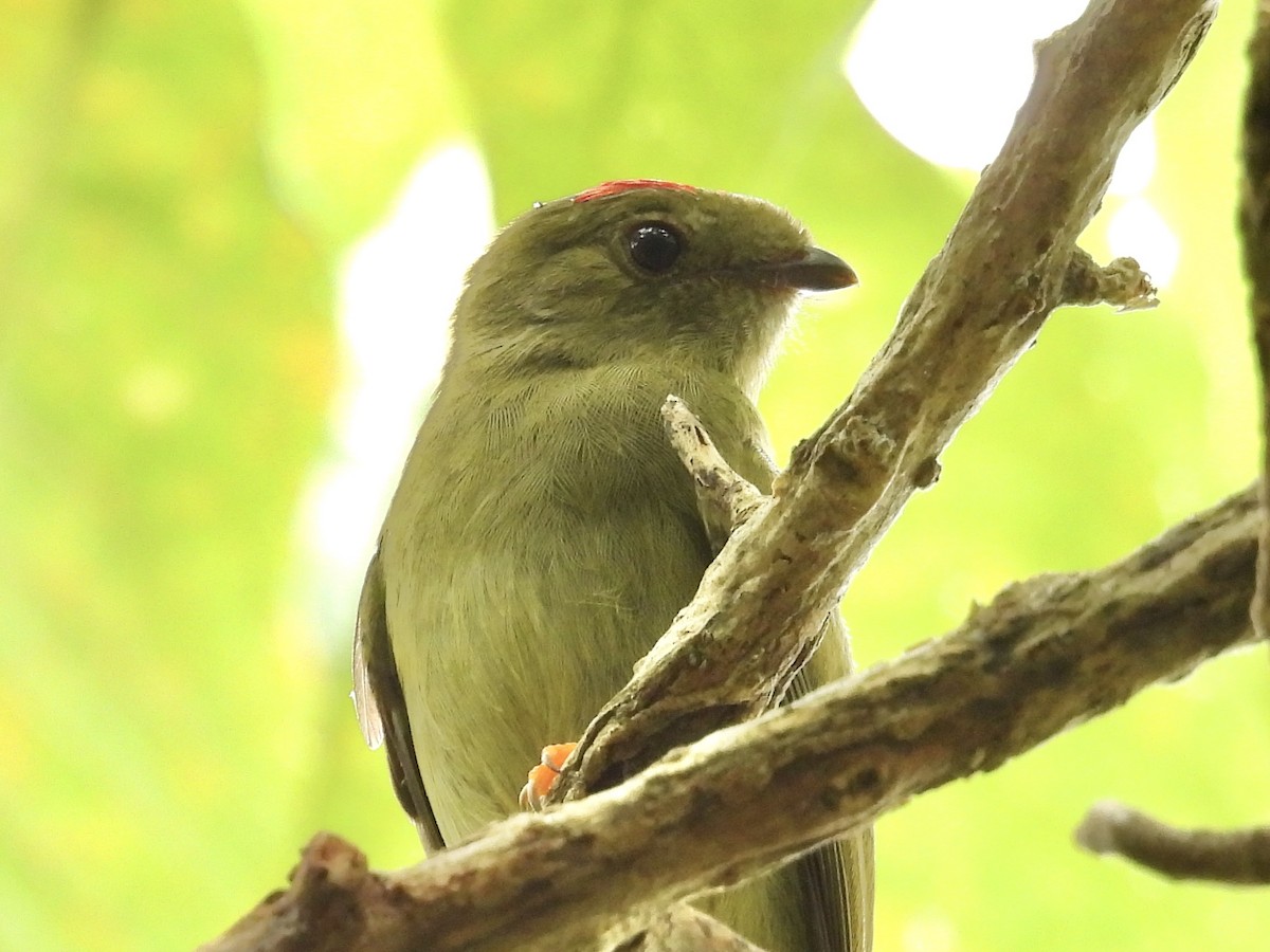 Long-tailed Manakin - Gabriel Calvo Benavides