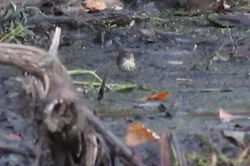 Louisiana Waterthrush - ML625106605