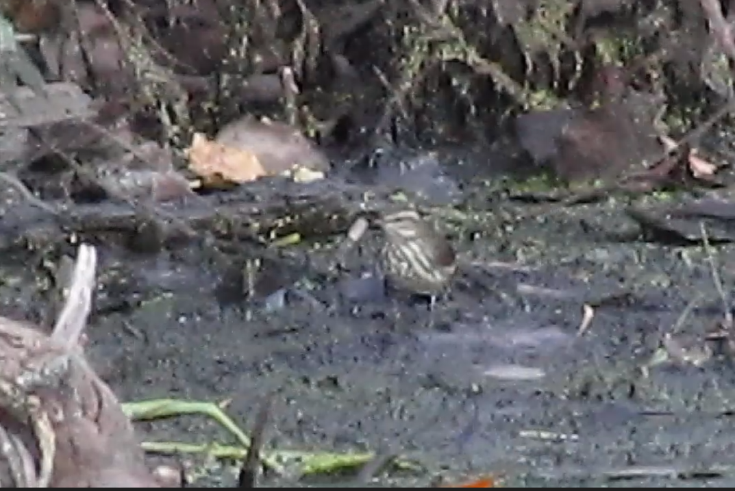 Louisiana Waterthrush - ML625106606