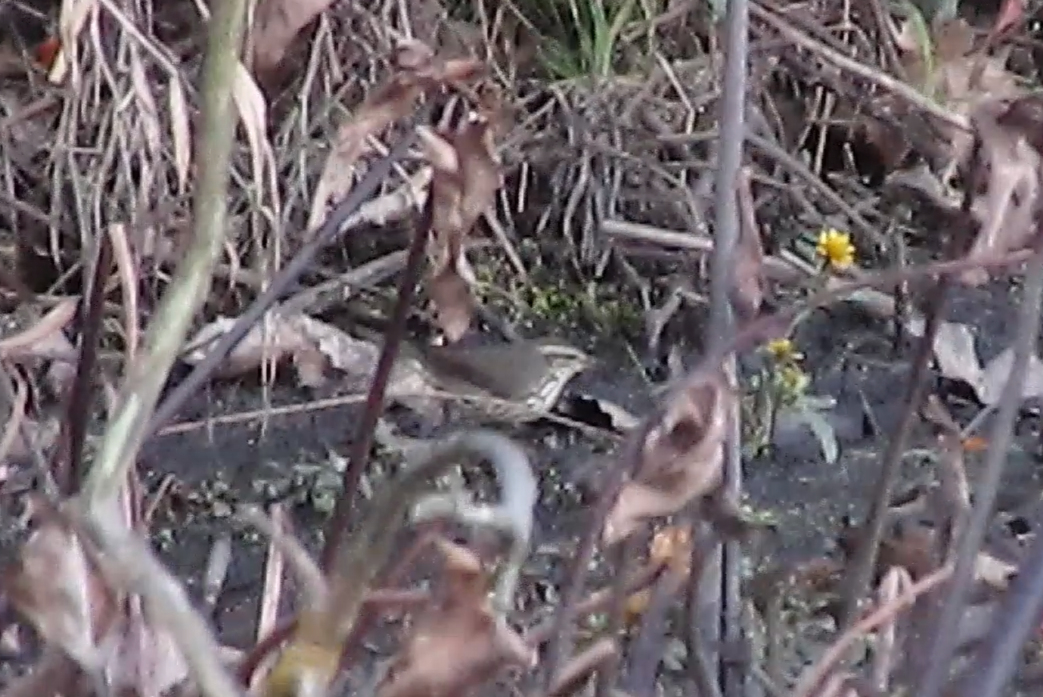 Louisiana Waterthrush - ML625106607