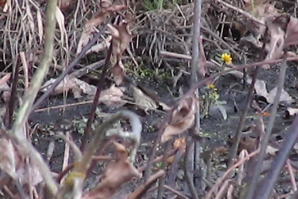 Louisiana Waterthrush - ML625106608